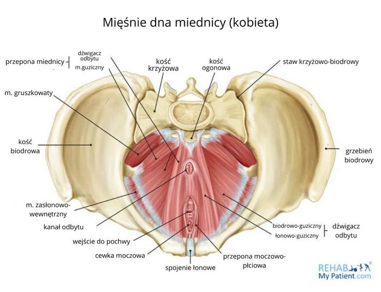 Jak skutecznie ćwiczyć mięśnie kegla po porodzie dla powrotu do formy