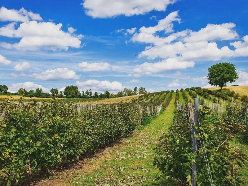 Porzeczki a karmienie piersią: Korzyści dla mamy i dziecka