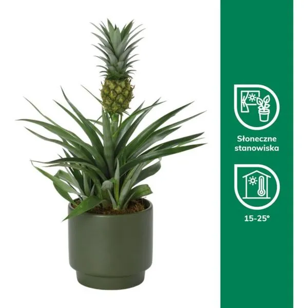 Ananas w ciąży