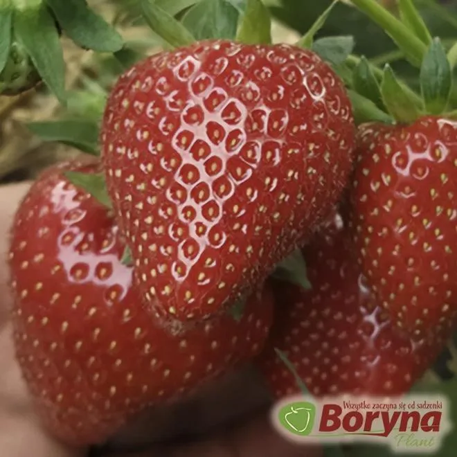 Bezpieczeństwo żywienia niemowląt