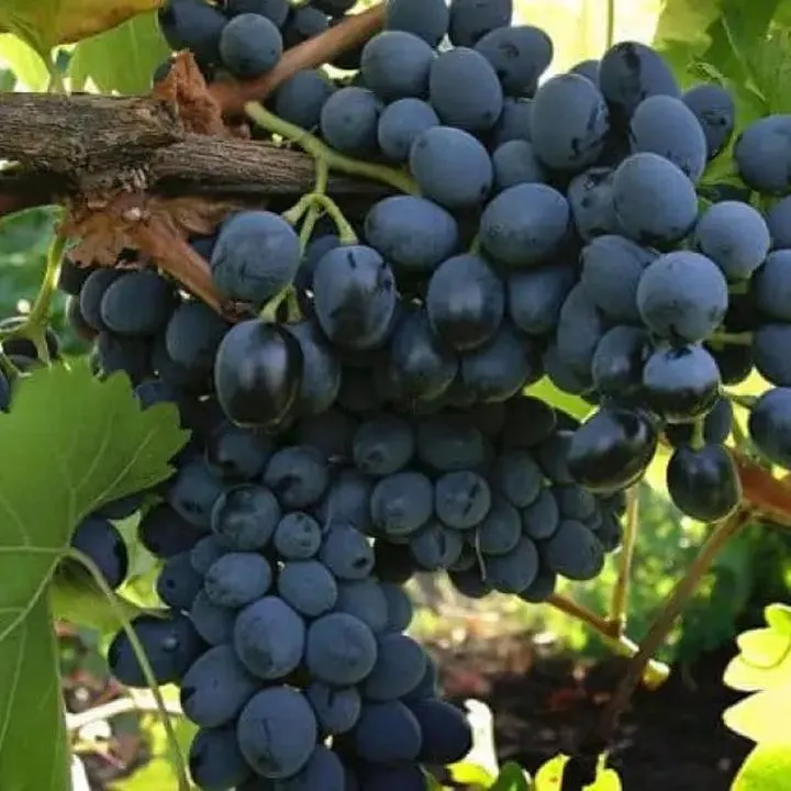 Bezpieczeństwo żywienia niemowląt