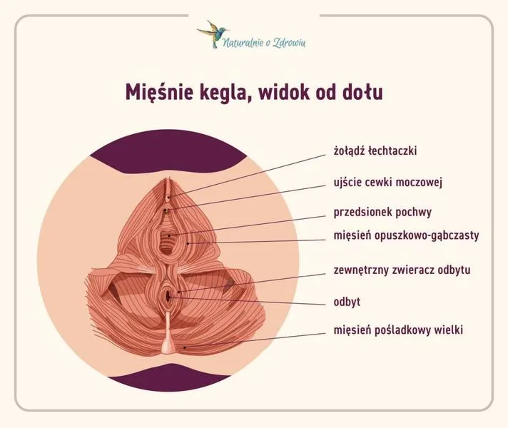 Ćwiczenia mięśni kegla