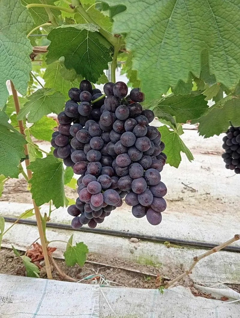 Dietetyka karmiących mam