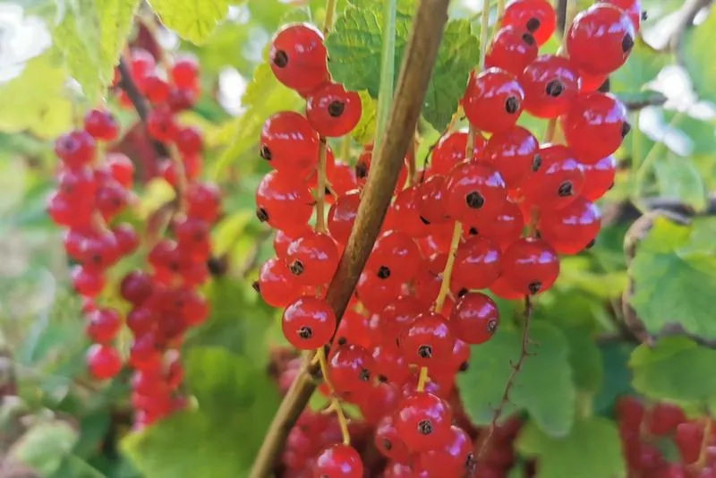 Korzyści zdrowotne porzeczek