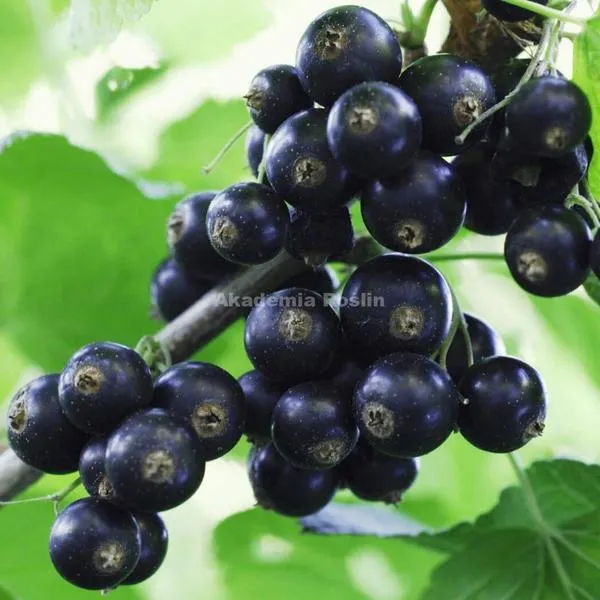 Korzyści zdrowotne porzeczek