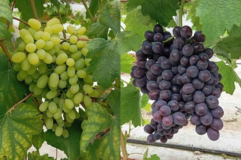 Owoce dla matki karmiącej